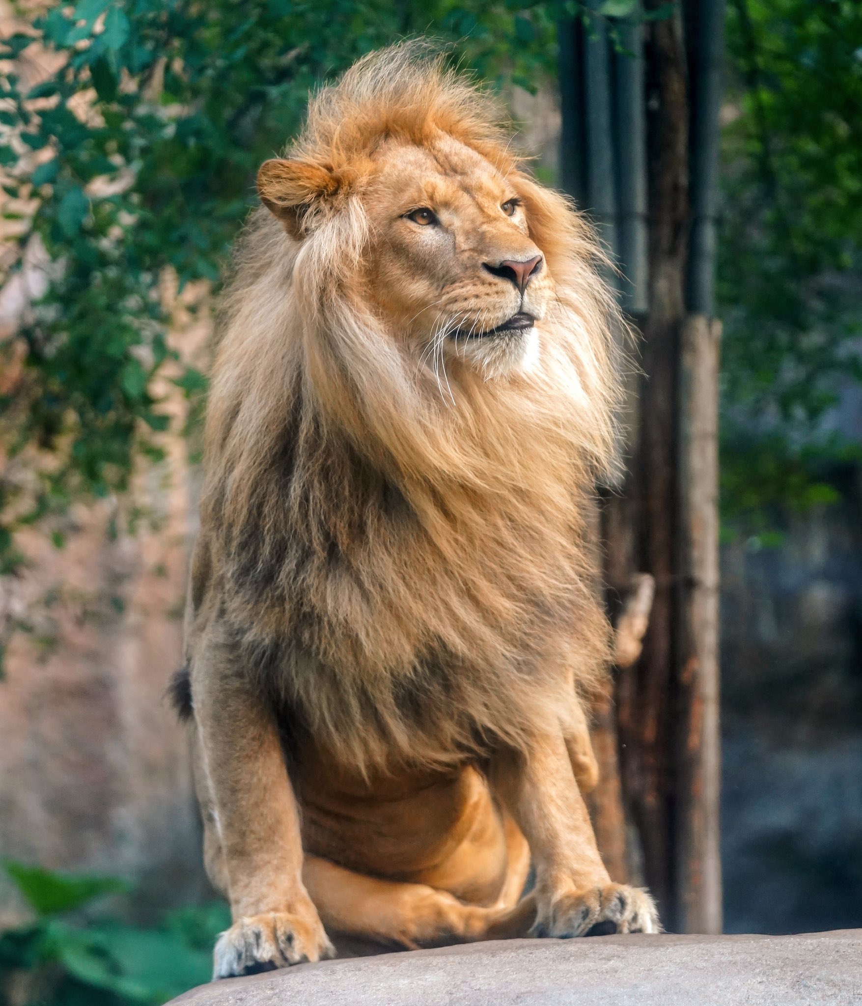 Riku イケメンだけど ポッコリ王子 旭山動物園 ライオン オリト T Co Yupd60r6oj Twitter Riku イケメンだけど ポッコリ王子 旭山動物園 ライオン オリト T Co Yupd60r6oj Twitter