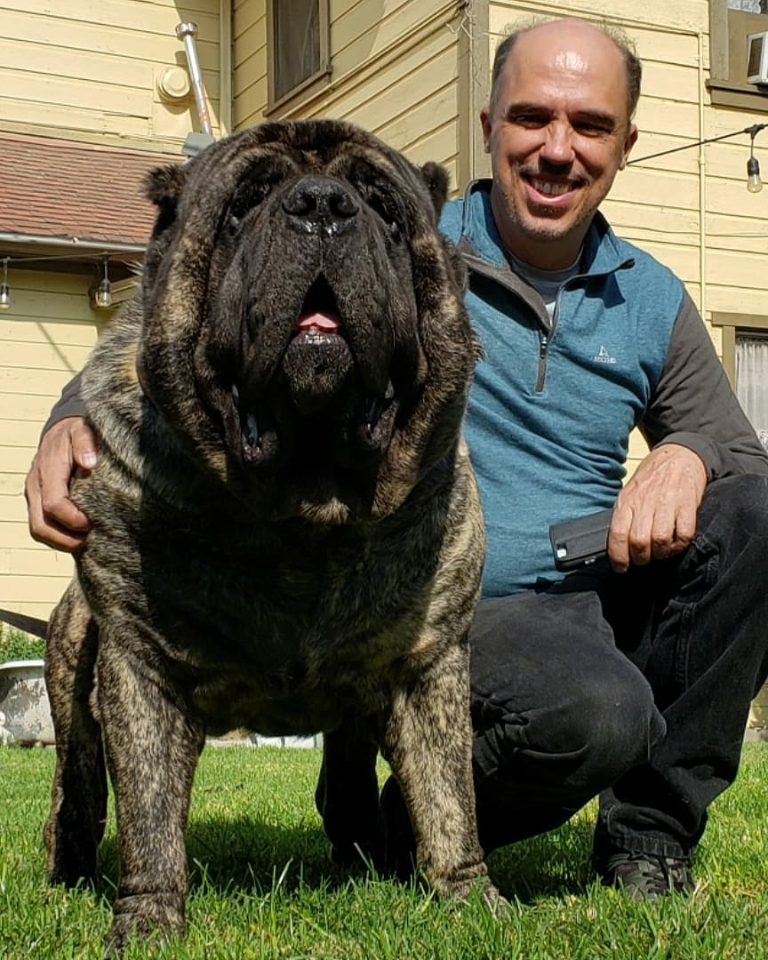 OMolossus's tweet photo. A visit to our Kennel Old World Molossus with American Molossus Old World Sasquatch 
Check us out at https://t.co/FsgD8zgjpV and follow us on Instagram,  Facebook,  Twitter and YouTube at American Molossus and Old World Molossus https://t.co/xqi71WORdb