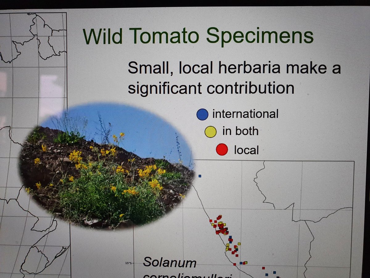 Small, but mighty! Local &amp; small #herbaria are very important sources for plant information. Thanks <a href="/SandyKnapp/">Sandra Knapp</a> for this very informative presentation! #SOTWPF <a href="/UniHohenheim/">Uni Hohenheim</a>