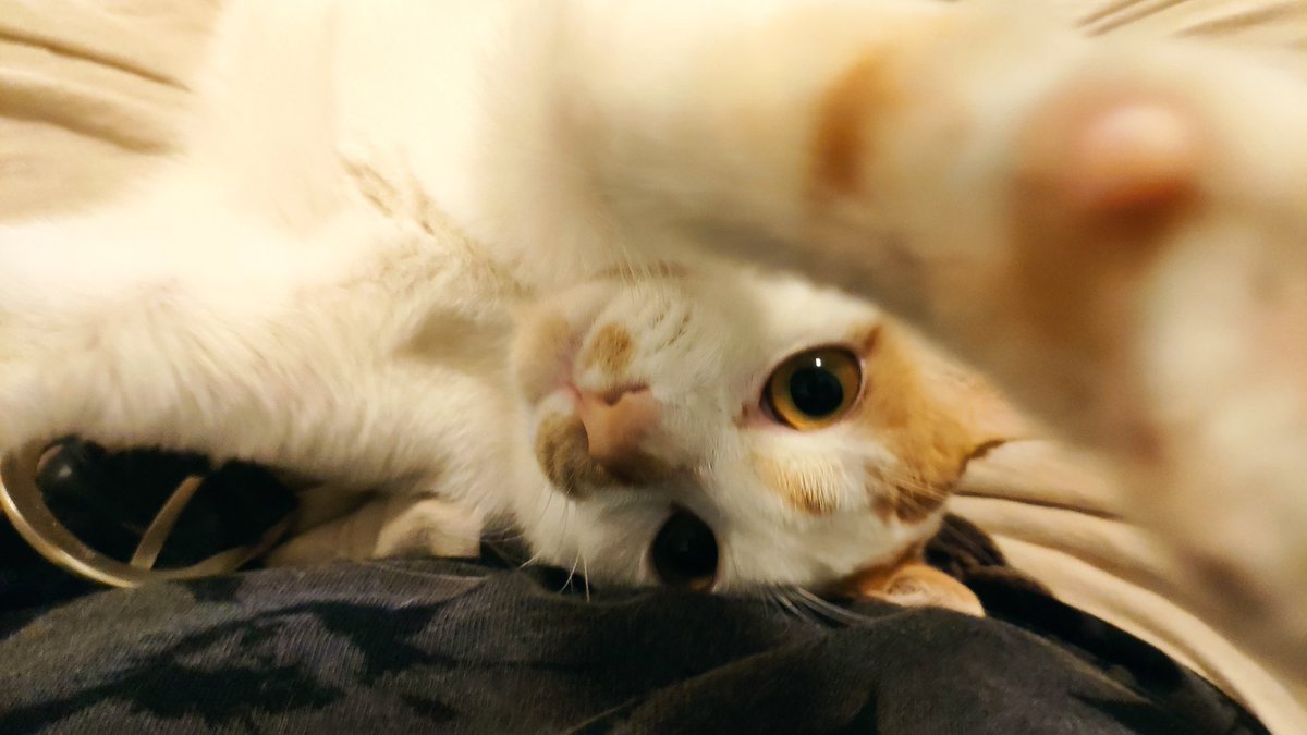 #selfie

#CatsOfTwitter