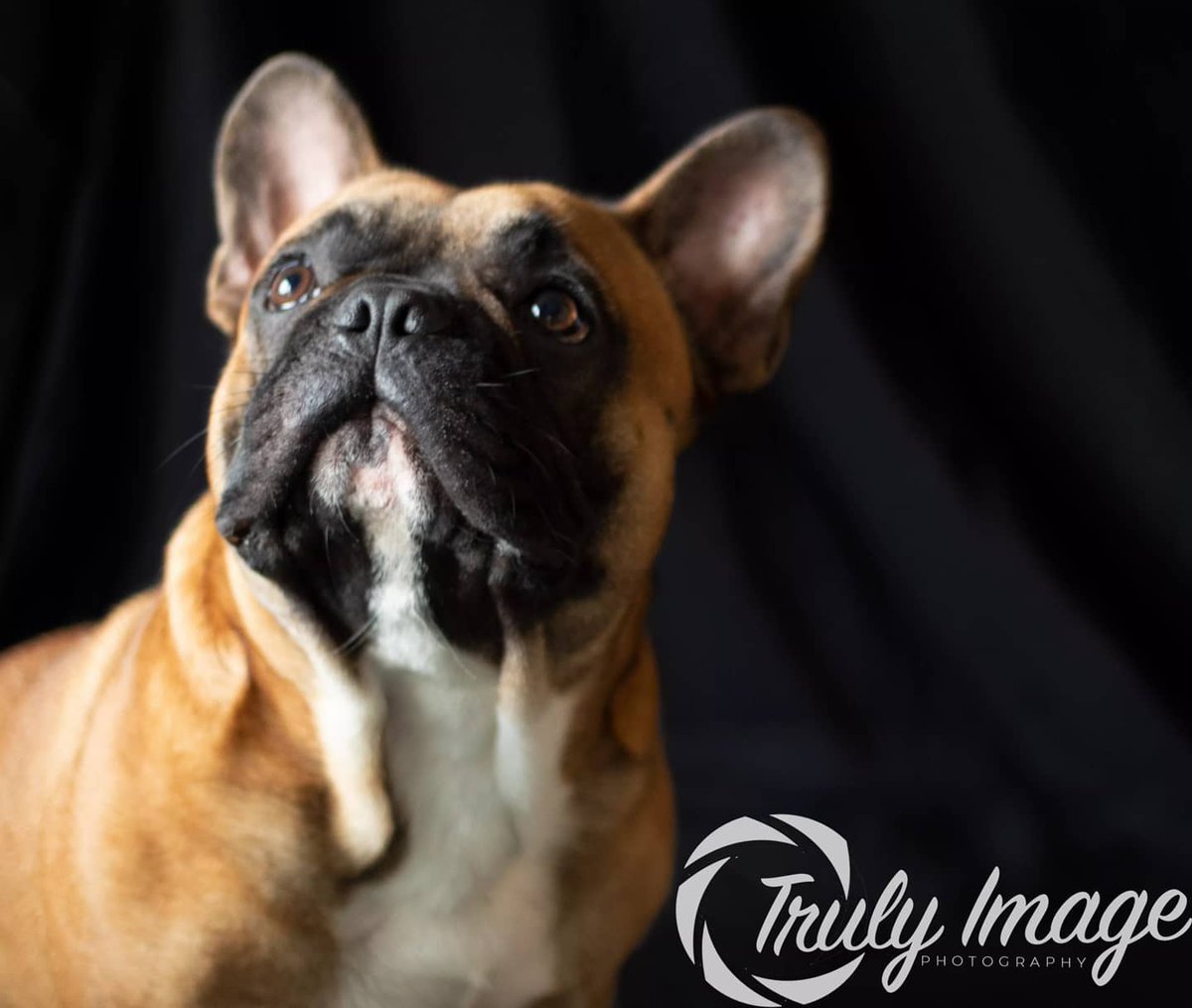 TrulyImage's tweet photo. Here's Lulu and Dave, DM me for Christmas prices 😁 https://t.co/ZMOEkeFuH5