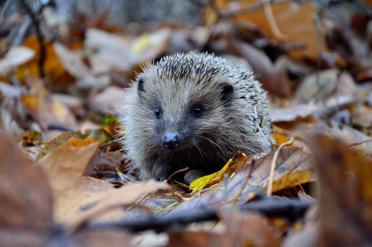 TreverbynHall's tweet photo. A thread: We are soon starting the second phase of the Habitat Creation Project in #Treverbyn, funded by the @PostcodeLottery & as autumn is well and truly here, we are concentrating on #HEDGEHOGS!🐾🐾🐾🦔🍁🍂🍁🍃🍂🍁 https://t.co/Ya99wGiLle