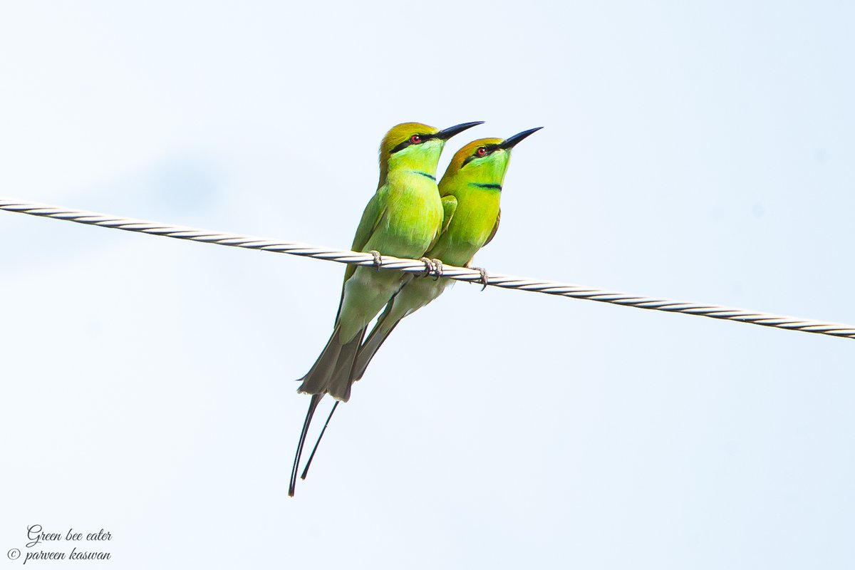 Still better pose than most wedding phot shoots. Those eye lashes though. e