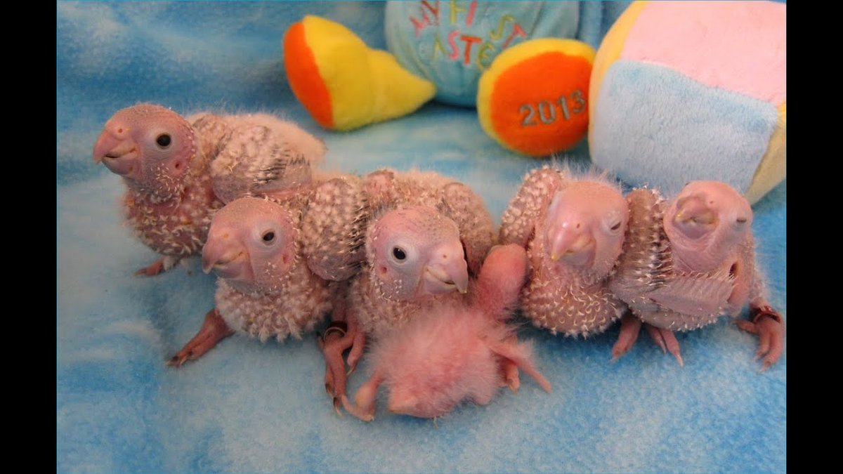 green cheek conure plush