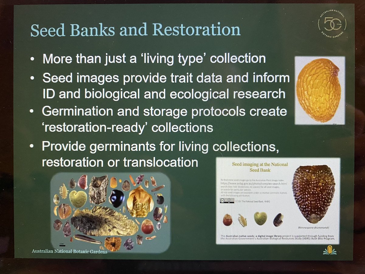 DoctorZedd's tweet image. Judy West: Seed banks create ‘restoration-ready’ collections... an insurance for the future. Esp. pertinent following Australian bushfires. #SOTWPF