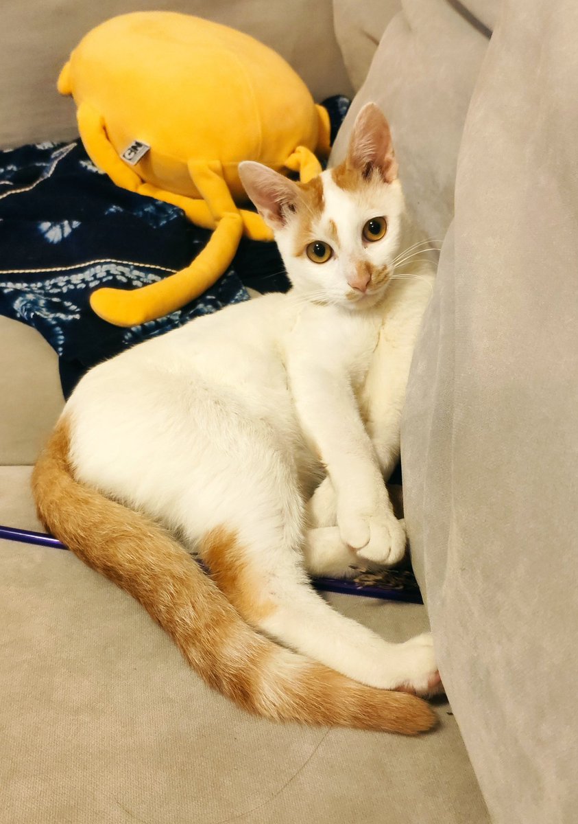 Posing

#CatsOfTwitter #handsome