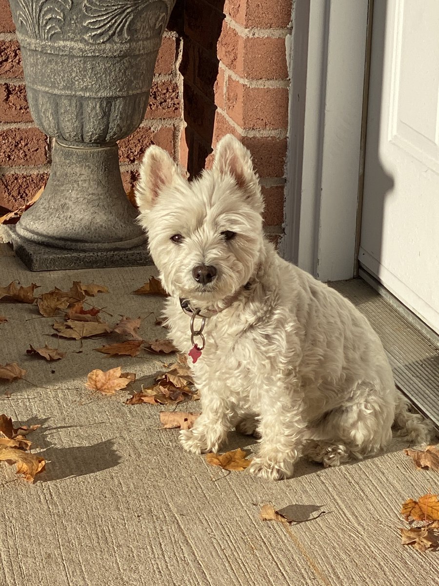 FourLeggerBox's tweet image. I don&apos;t need any #MondayMotivation. I just need my #BowzerBox! #BellaTheWeeWestie #BowzerBoxDog #CanadianDog