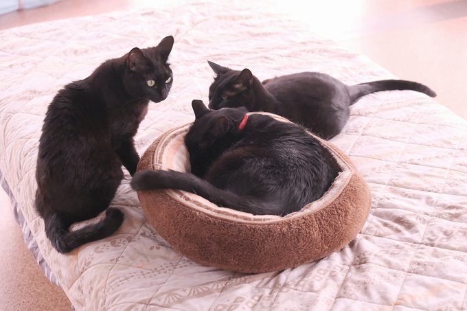 Catcafewishのtwitterイラスト検索結果 Catcafewishのtwitterイラスト検索結果