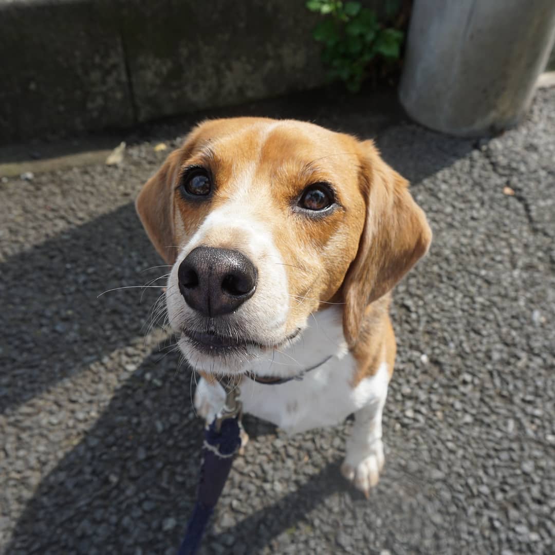 かとうりえ 今日のわんこ 黒柴 柴犬 ビーグル 犬 Shibainu Beagle Dog A5100 Sonya5100
