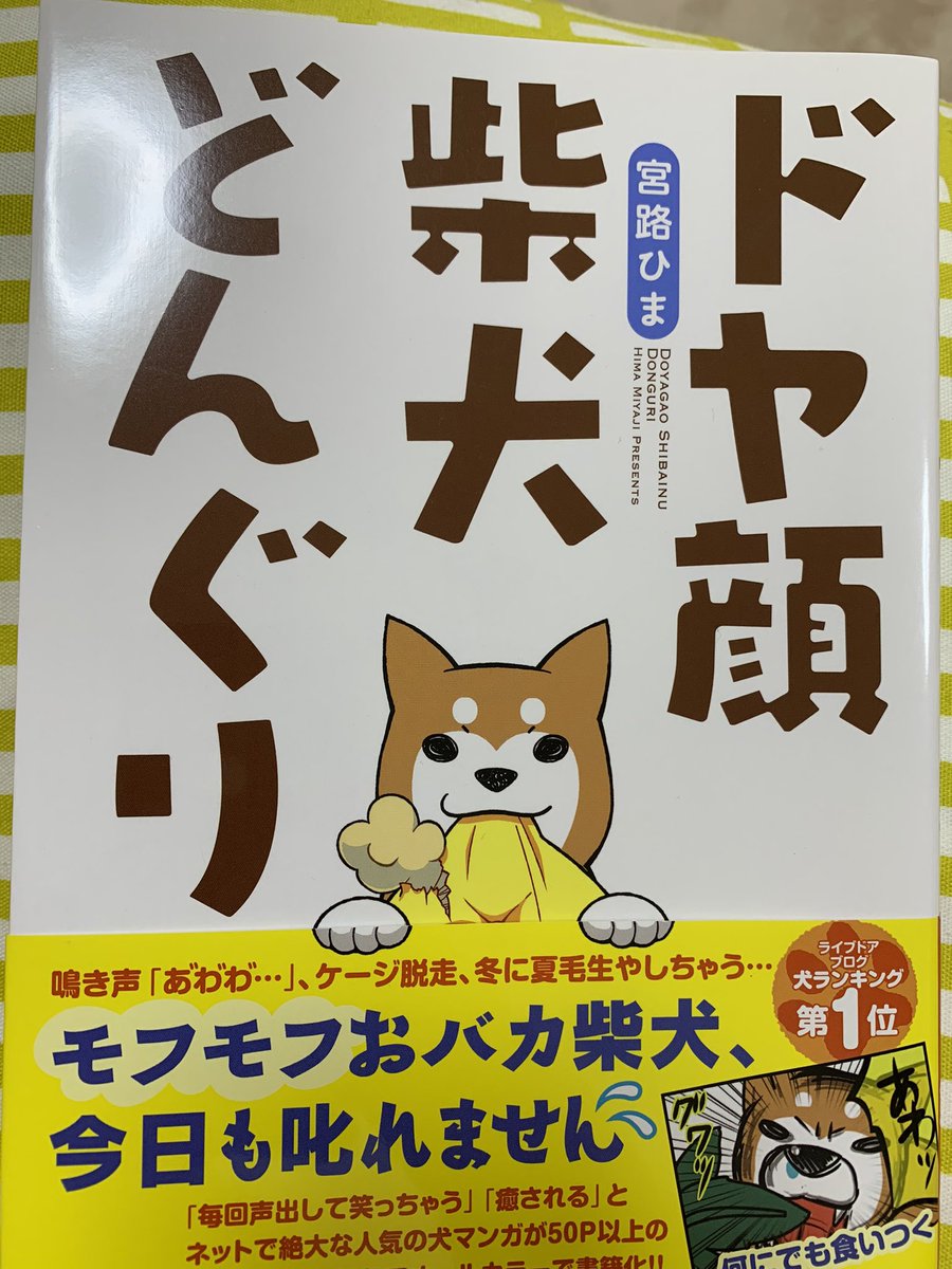 ドヤ顔柴犬どんぐり Twitter Search ドヤ顔柴犬どんぐり Twitter Search