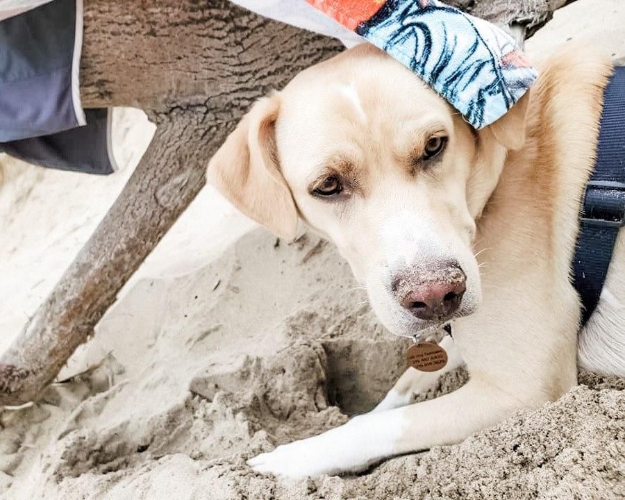 woofwelldogs's tweet photo. Fun in the Sun ๐ ๐พ ๐ ๐
๐ท by IG (the_pupper_named_bodhi)
#woofwelldogs #woofwell #funinthesun #beachlife https://t.co/FG7yVmMYeQ