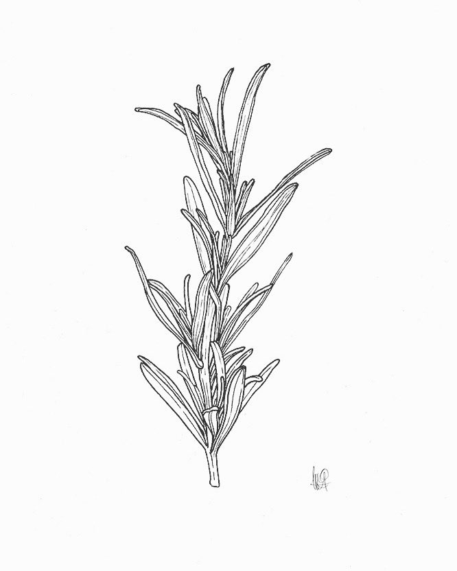 Twoucan Salvia の注目ツイート イラスト マンガ