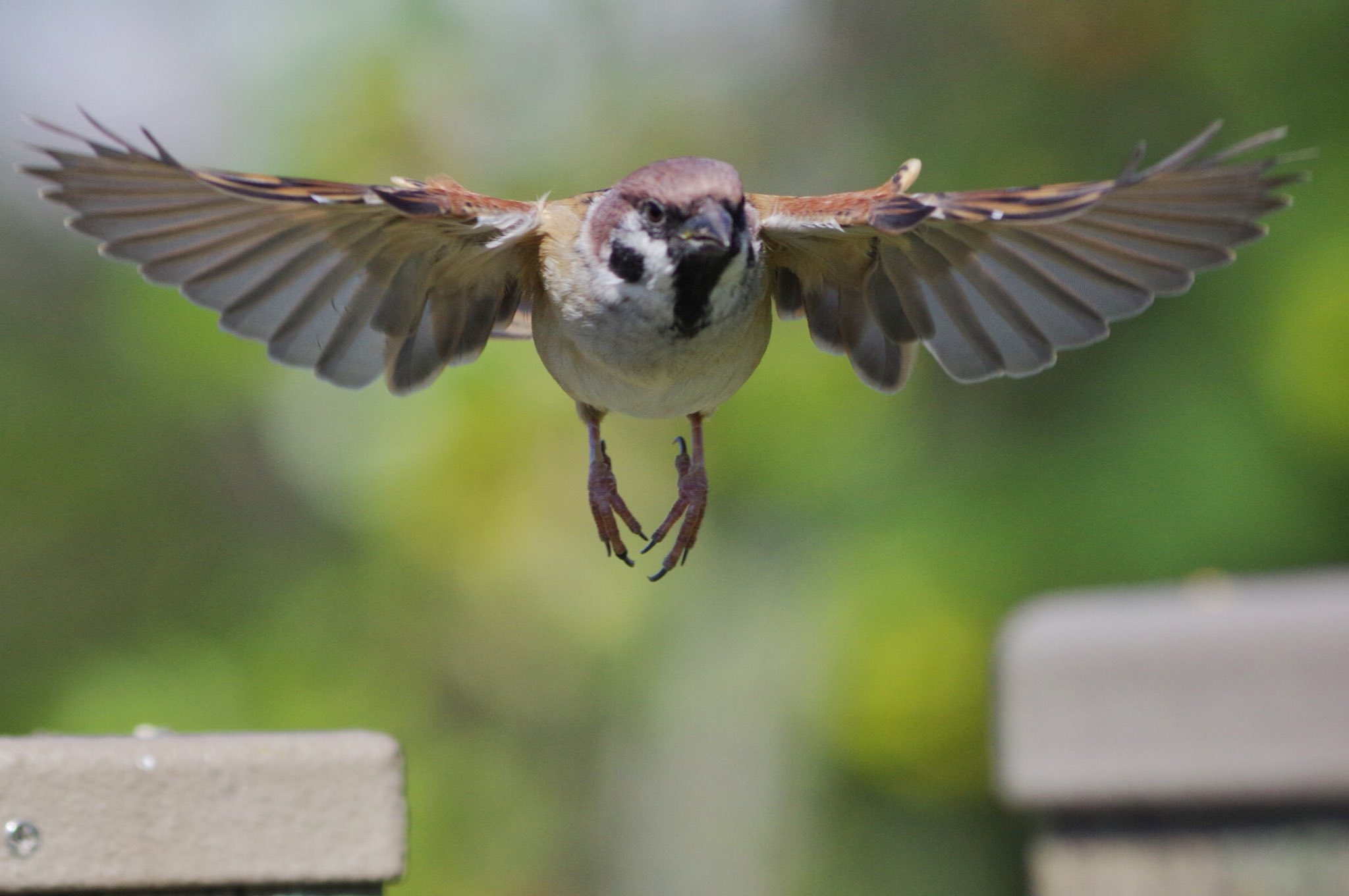 Twitter 上的 中野さとる 飛んでるスーさんかっこいい 雀 スズメ すずめ Sparrow 鳥 小鳥 野鳥 Bird T Co 1jf8jprzou Twitter Twitter 上的 中野さとる 飛んでるスーさんかっこいい 雀 スズメ すずめ Sparrow 鳥 小鳥 野鳥 Bird T Co 1jf8jprzou Twitter