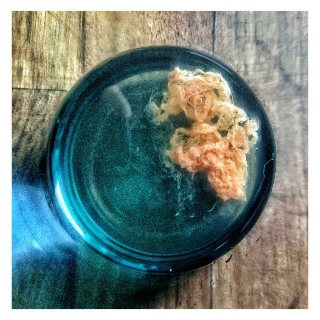 Wild yeasts strains form naturally in our kombucha, they contribute to the fizz. Together along with bacteria (mostly acetic), water, tea, sugar, a bit of my time and various wild microorganisms - we produce our delicious rose kombucha.

We are family! S… instagr.am/p/CGSOYIhHVhK/
