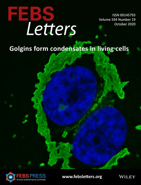 FEBS_Letters's tweet photo. New issue online! #ScientistsForum: #GreenLabs; Research topics: #Phaseseparation of golgins; ΔNp63 in #salivarygland regeneration; #Scerevisiae #mitochondrial DNA #helicase Irc3; & more. Peruse at →https://t.co/cCr3Wk1vCW #Golgi #vesicles #cancer #metabolism #tissueregeneration https://t.co/3ipY8QcplZ