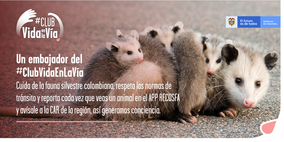 ofintercolombia's tweet photo. #ClubVidaEnLaVia Amantes de la naturaleza comprometidos con acciones que generan grandes cambios
#OfinterColombia #UnidosSomosMas #ColombiaMasVerde #DesarrolloSostenible #ProteccionFaunaSilvestre #ElAmbienteEsDeTodos #LaMovilidadEsDetodos https://t.co/TbphCKggxA