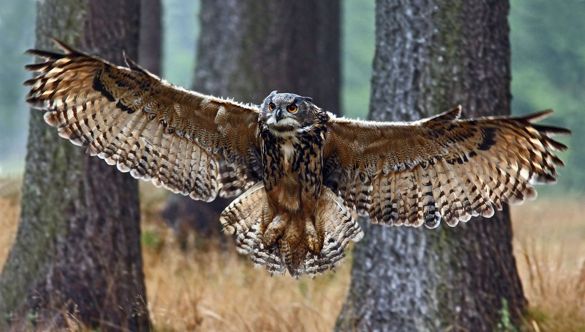 1. This is a thread about the most powerful bird of all: a Guardian Giant. It’s essential to the recovery of nature – and could help farmers and landowners too. This thread explains how Eagle-owls could transform Britain: our island's most important avian keystone species.