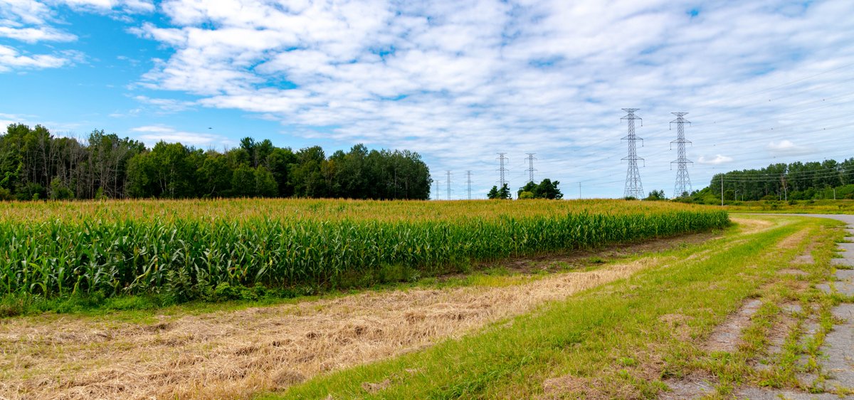 Invest_Ottawa's tweet photo. Did you know @AreaX_O is home to the new Ottawa Smart Farm? This site will allow #innovators to create, test, demonstrate and commercialize new #tech to improve crop yield and quality, enhancing food safety and security in Canada #Otttech

Learn more: https://t.co/hnI9HjCwm2 🚜 https://t.co/bukR97NXp0