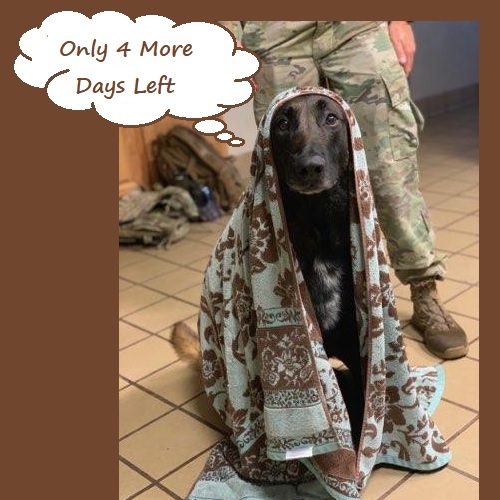 catmom_kathy's tweet image. Only 4⃣ days left to make a donation in our @PawsAlive fundraiser and a chance to win one of 16 very cool prizes!

Fundraiser Rules and Prizes below ⤵️

#K9ArmyStrong #TuesdayThoughts #BluePawsMatter #K9 #Heroes