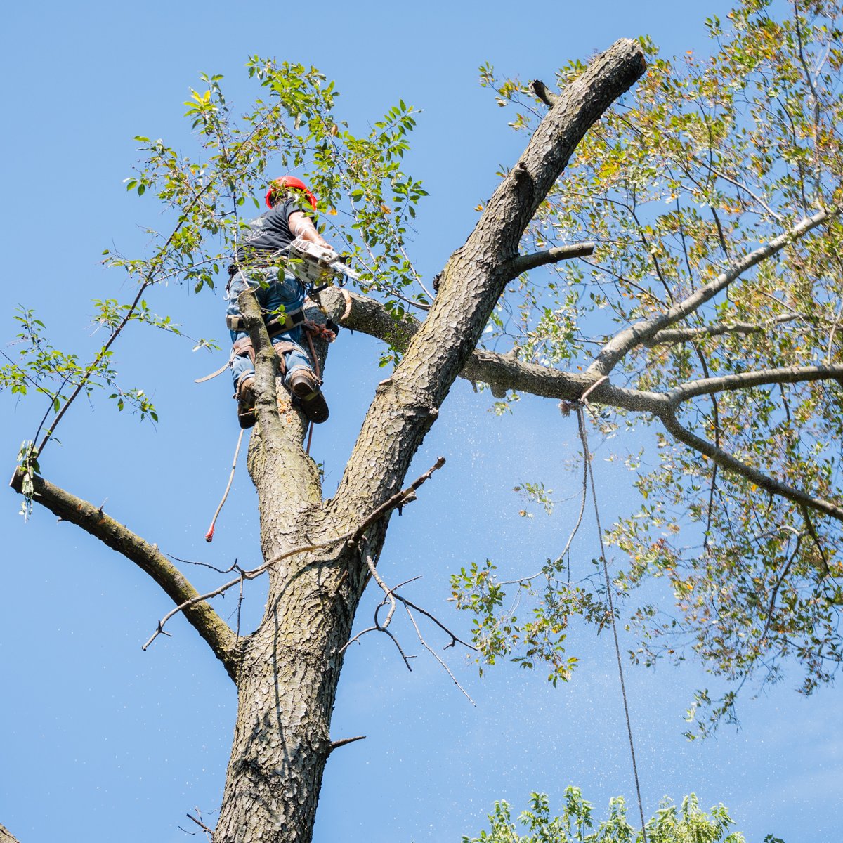 Eggers Tree Service (@EggersTree) / Posts / X