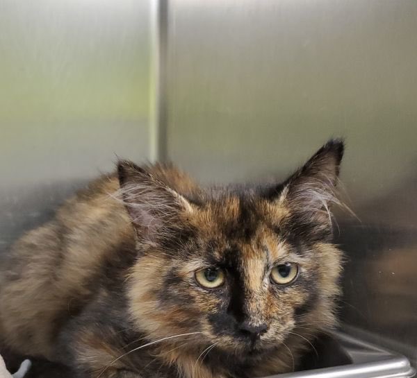 greene_humane's tweet photo. Say hi to Chloe! She is a young, beautiful, tortoiseshell kitty. She is very shy but sweet when she gets to know you. She is looking for an owner to hold her and cuddle with ❤️For more information on how to adopt Chloe, click below👇🏼 
https://t.co/K94cAdrLdQ https://t.co/SRJMAM9oVp