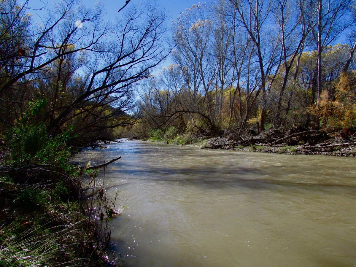 The Gila River is the heart of the bosque - helping to support the diverse ecology necessary for life to thrive. It's up to us and our leaders to do the right thing and support #WildandScenic protections for one New Mexico's last free-flowing rivers.