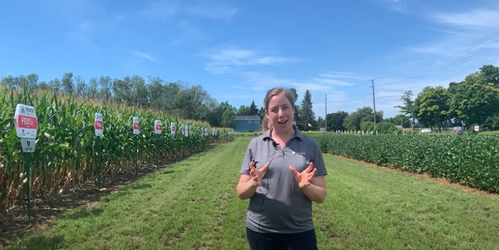 Pioneer Livestock Specialist, Martina Nelson, discusses the multiple benefits of HarvXtra traited alfalfa spr.ly/6018GNYVu  Just one of the many topics covered in Virtual Tours. Visit spr.ly/6019GNYVR to find your local Agronomy Hub. #EastCdnAg