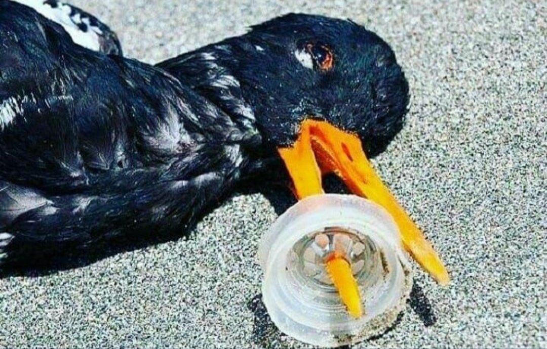 timurtugral's tweet photo. Tüm bunlar, insanların bu dünyayı “sadece” kendilerine ait sanmaları sebebiyle gerçekleşiyor. https://t.co/jX1FoyM4NM