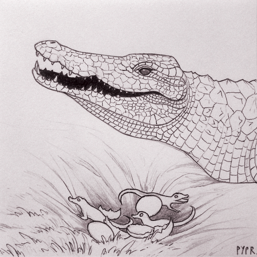 pyprart's tweet photo. Theme no 11. of Wild October challenge, "Dwelling". Proud nile crocodile mom by the nest, inspired by M. Watson's photograph.

#wildoctober #wildoctoberart #inktober #inkdrawing #inkart https://t.co/H64vsbbGlt