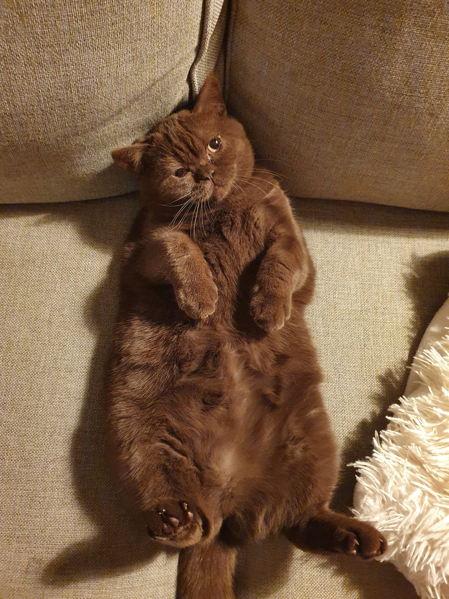 😂😂😂 #unflatteringcatphotochallenge