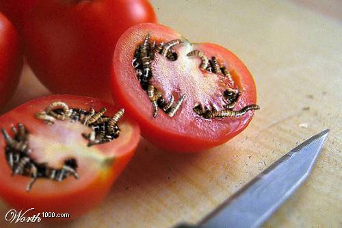 Не проклевываются семена томатов. Томат в разрезе. Косточки помидора.