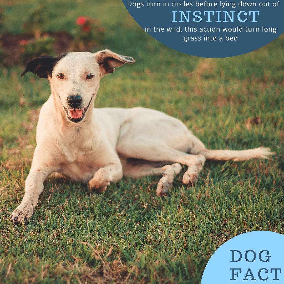 Why Do Dogs Turn Around In Circles Before Lying Down