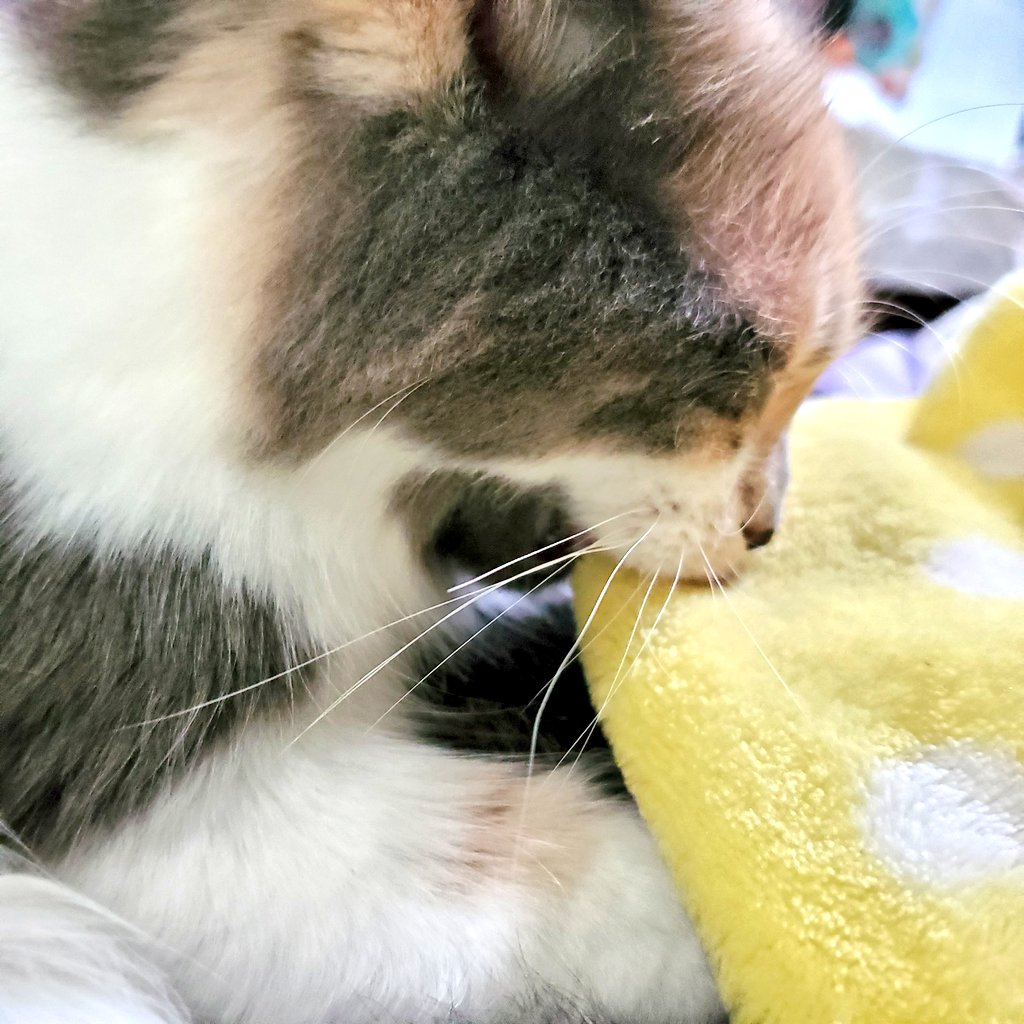 POfcats's tweet photo. Maui still nurses her blankets, poor Roo is squished under her but she doesn't seem to mind🤣 #CatsOfTwitter https://t.co/7pT4tMS2jC