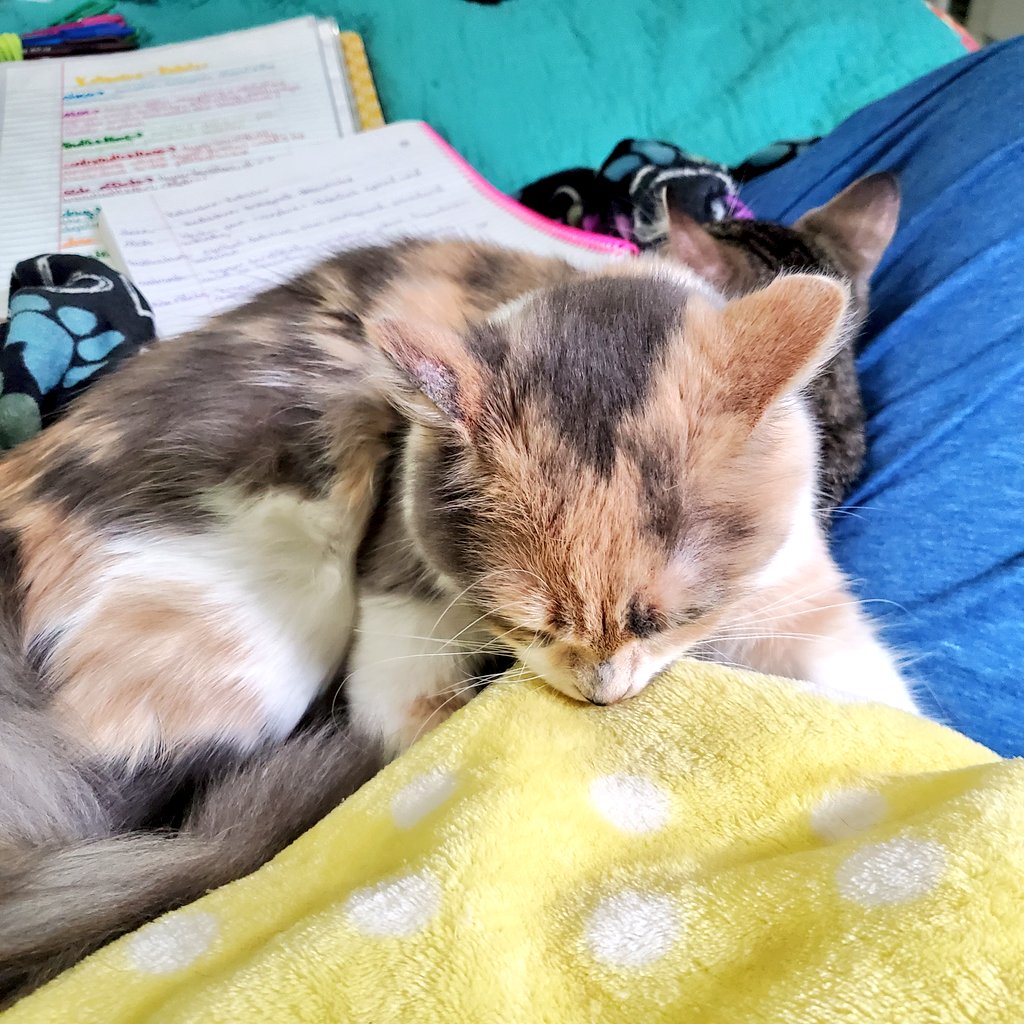 POfcats's tweet photo. Maui still nurses her blankets, poor Roo is squished under her but she doesn't seem to mind🤣 #CatsOfTwitter https://t.co/7pT4tMS2jC