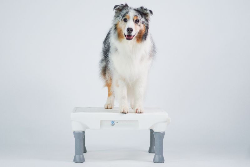Blue-9 Pet Products tweet media