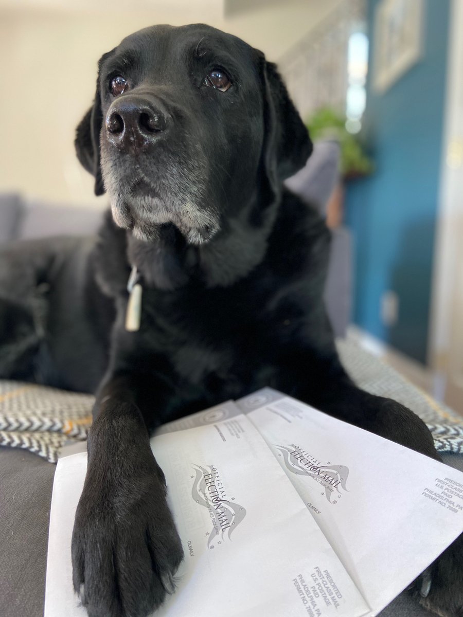 MoveOn's tweet photo. Yes, Whim - these completed & signed absentee ballots are heading to the local @USPS today, BEFORE our 10/20 deadline. Yes, grab your leash. Yes, treats. #MoveOnPets #GOTV: https://t.co/btfELe2YHu
#DogsForBiden
#CatsForBiden
#PetsForBiden
#HumansForBiden https://t.co/V9jcKylu4y