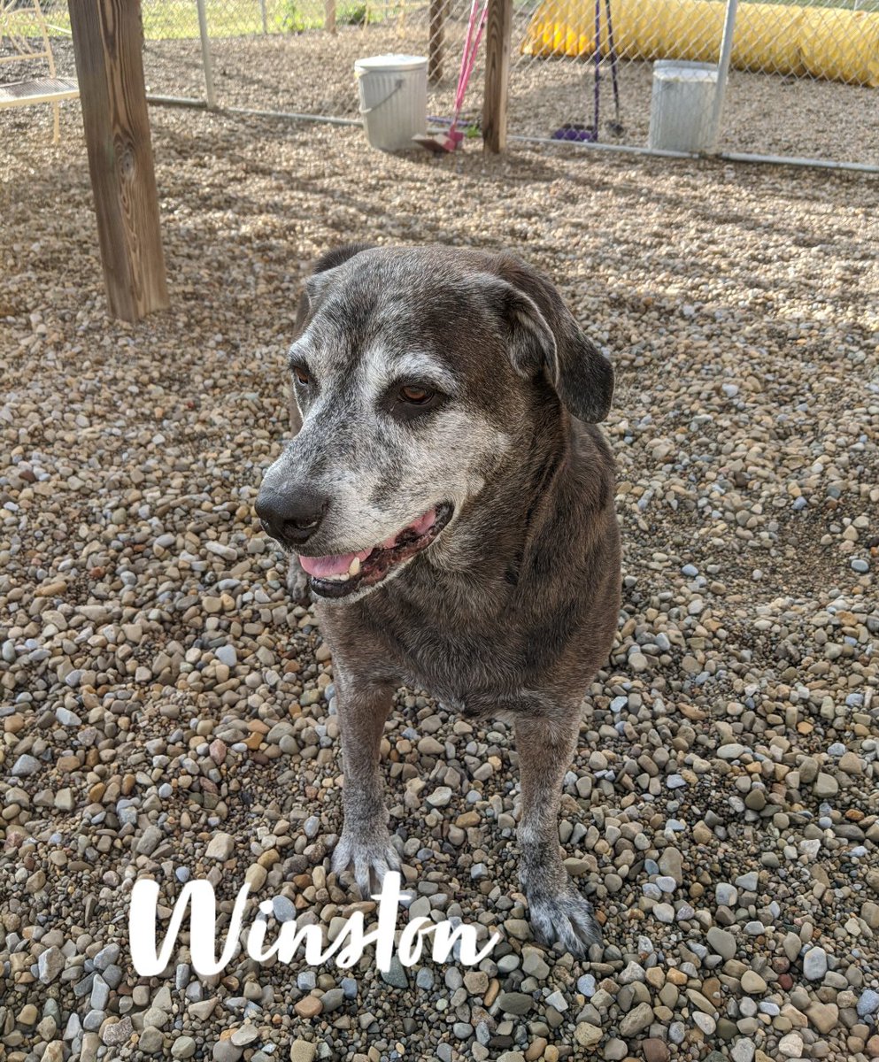 Meet Winston! He is friendly, loves attention &amp; looking for love. He's very playful and would make a great companion. Winston has a birth date of Oct. 2012, been vet checked, neutered, is utd on vaccines and is on a heart worm &amp; flea preventative. We ask a donation of $80💕