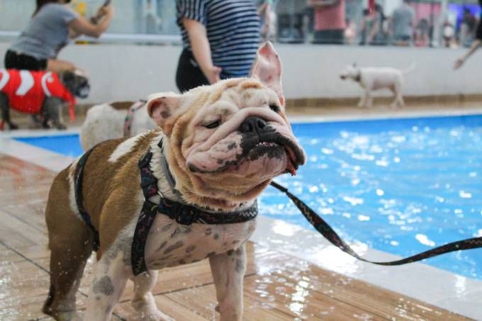 PortalPetMag's tweet photo. São Paulo ganha o maior “cachorródromo” da América Latina. Parque foi totalmente pensado para a diversão de cães, tem 2.500 m² e fica Vila Guilherme, Zona Norte da capital. https://t.co/LOBUl0BvQF https://t.co/i5B0knizVY