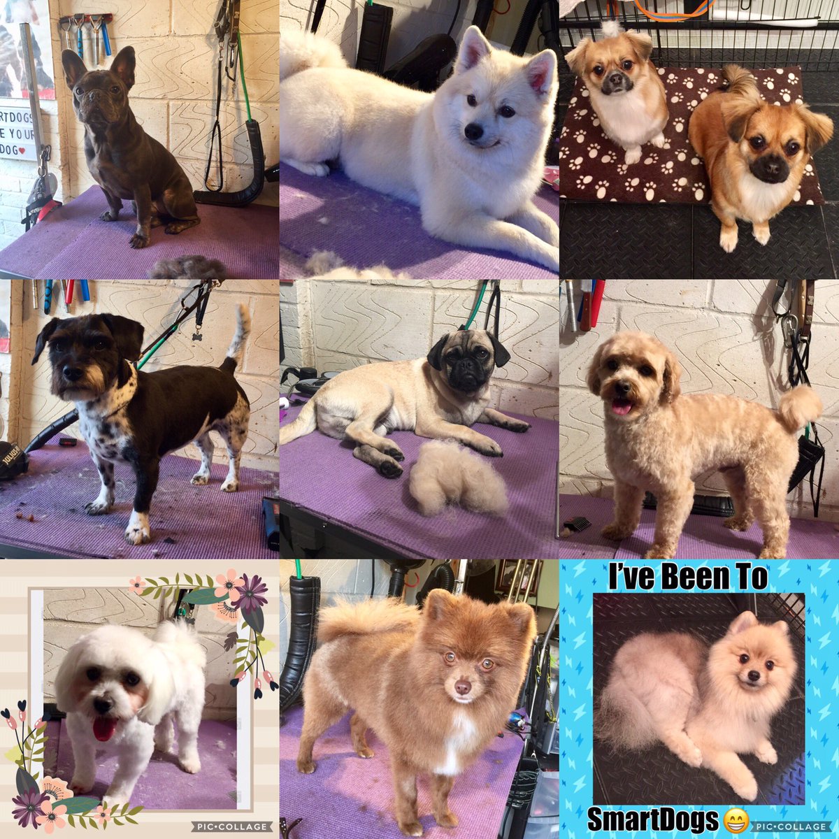 SmartDogs Dog Grooming Waltham Abbey (DogWaltham) Twitter