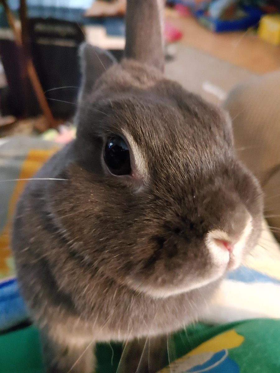 cleanbunnysoaps's tweet photo. Hello! Buy soap! https://t.co/hOJW49xsBI