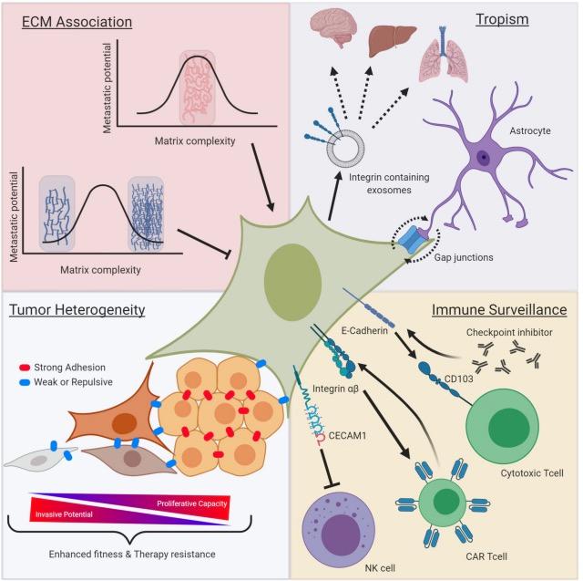 MCR_AACR's tweet photo. #Melanoma is the deadliest form of #SkinCancer. Smart et al review recent literature and discuss how #CellAdhesionMolecules contribute to disease progression and #metastasis. #ReviewArticle @DrexelMedicine
https://t.co/VfXcFjJfIb https://t.co/Gp2yjI0S7l