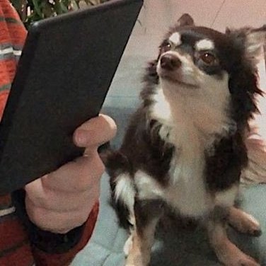 cellpets (@ceiipets) on Twitter photo 