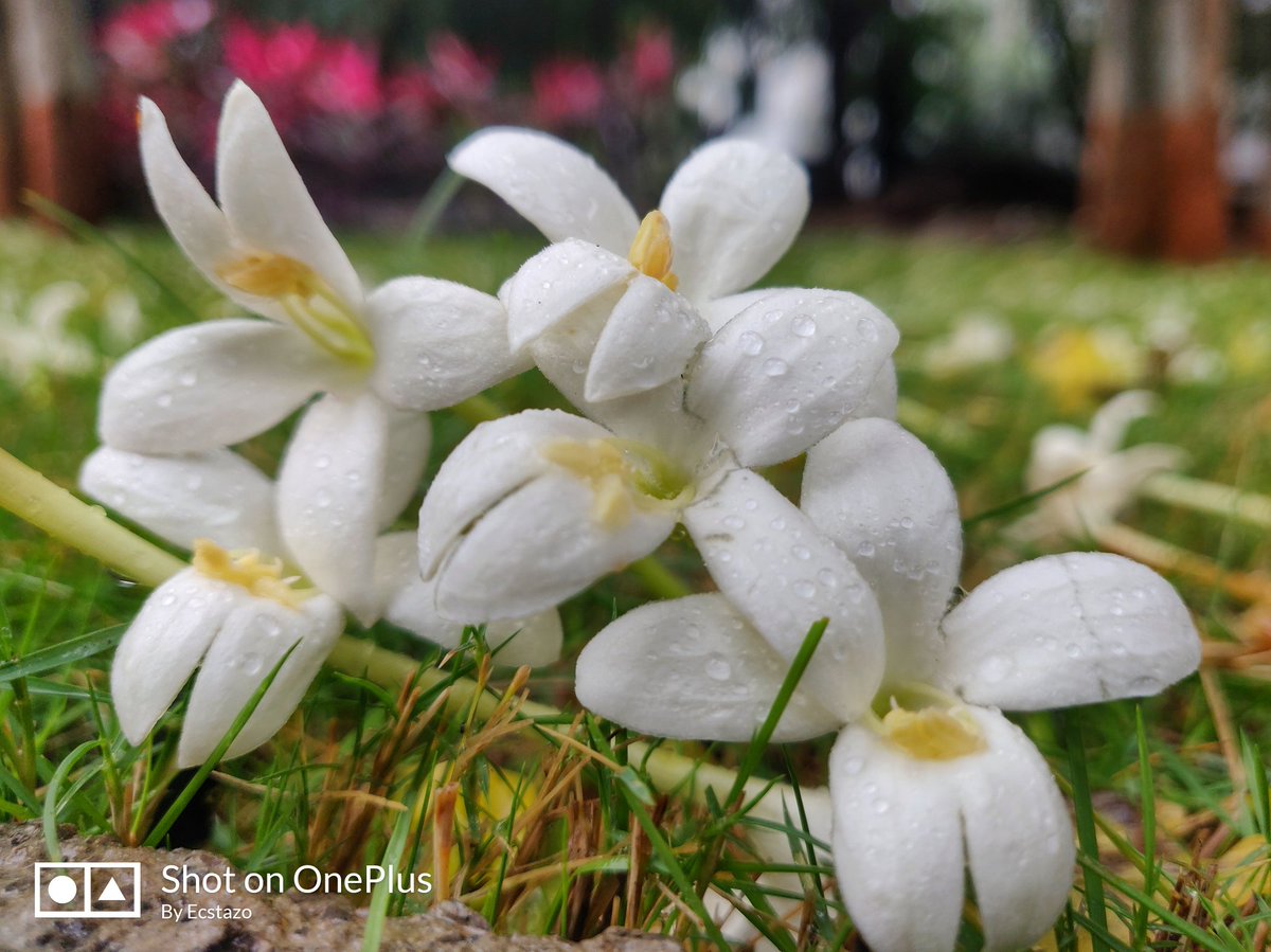 AkarshPremN's tweet photo. Shweta Varna Sugandha Pushpamulu, Extra Tazagaa πΌπΌπΌβ¨
#flowers #akarshprem https://t.co/G9pfuGanD5