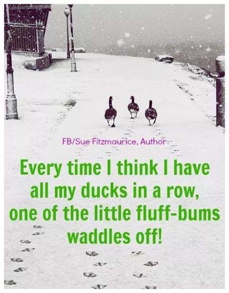 ChewytheSeal's tweet image. Others who #embracethewaddle 

#TeamSeal #DucksinaRow #tuesdaymood 

@ExplodingPossum @JillLum1 @gypsea1997 @fred7722 @chirpykittys
