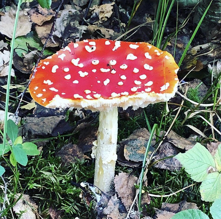 Buenos <a href="/majogm/">Majo 🍄</a> se te escapó algún milenial?