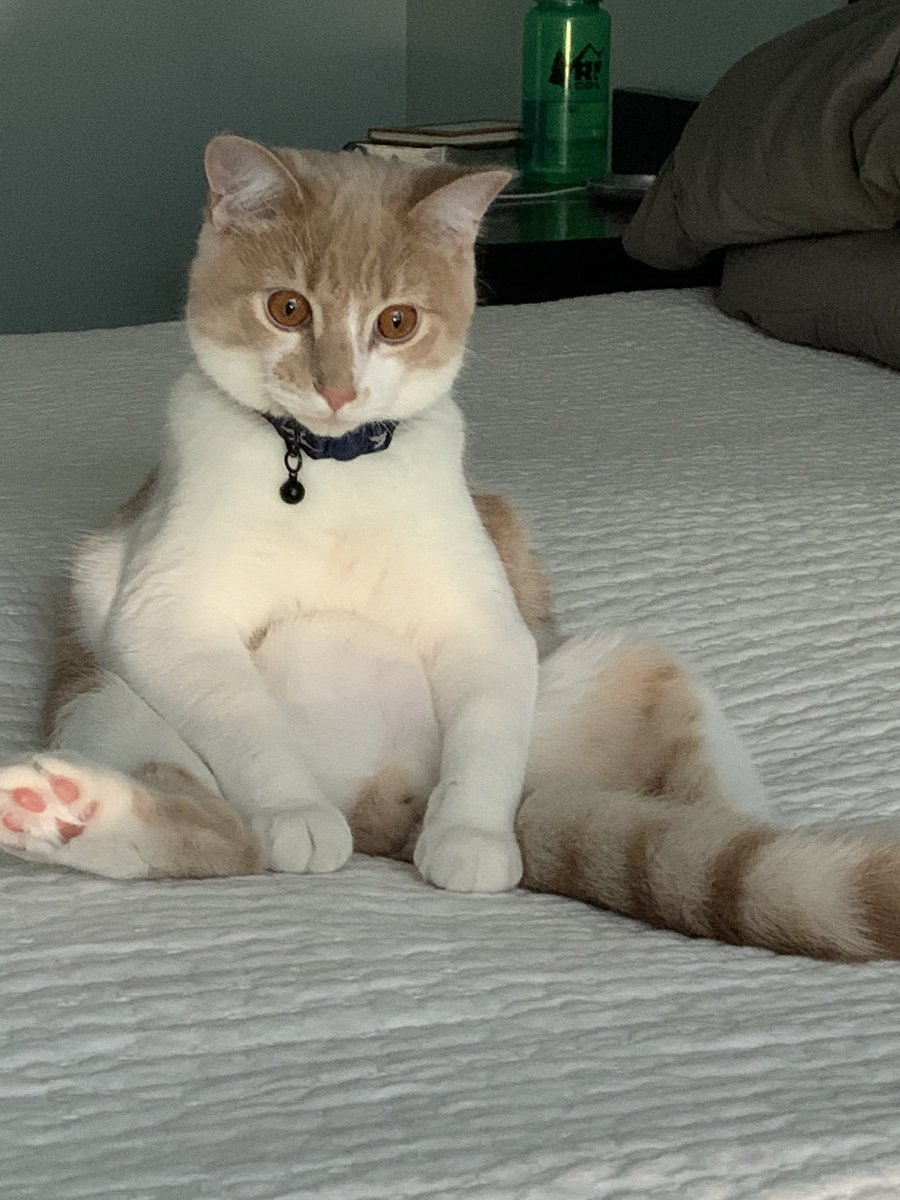 isabellerey_44's tweet image. WHY DOES MY CAT SIT LIKE THIS