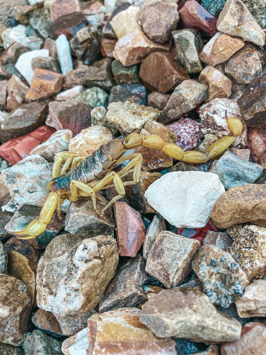 mesapestcontrol's tweet image. Scorpions are still out there! 🦂

Just give us a call or text and we can schedule you an appointment!  480-924-4111

Or click this link to schedule online! 
👇🏼👇🏼👇🏼👇🏼👇🏼
rpc.schedule-service.com 

#scorpions #responsiblepestcontrol #pestcontrol #familyfriendlypestcontrol