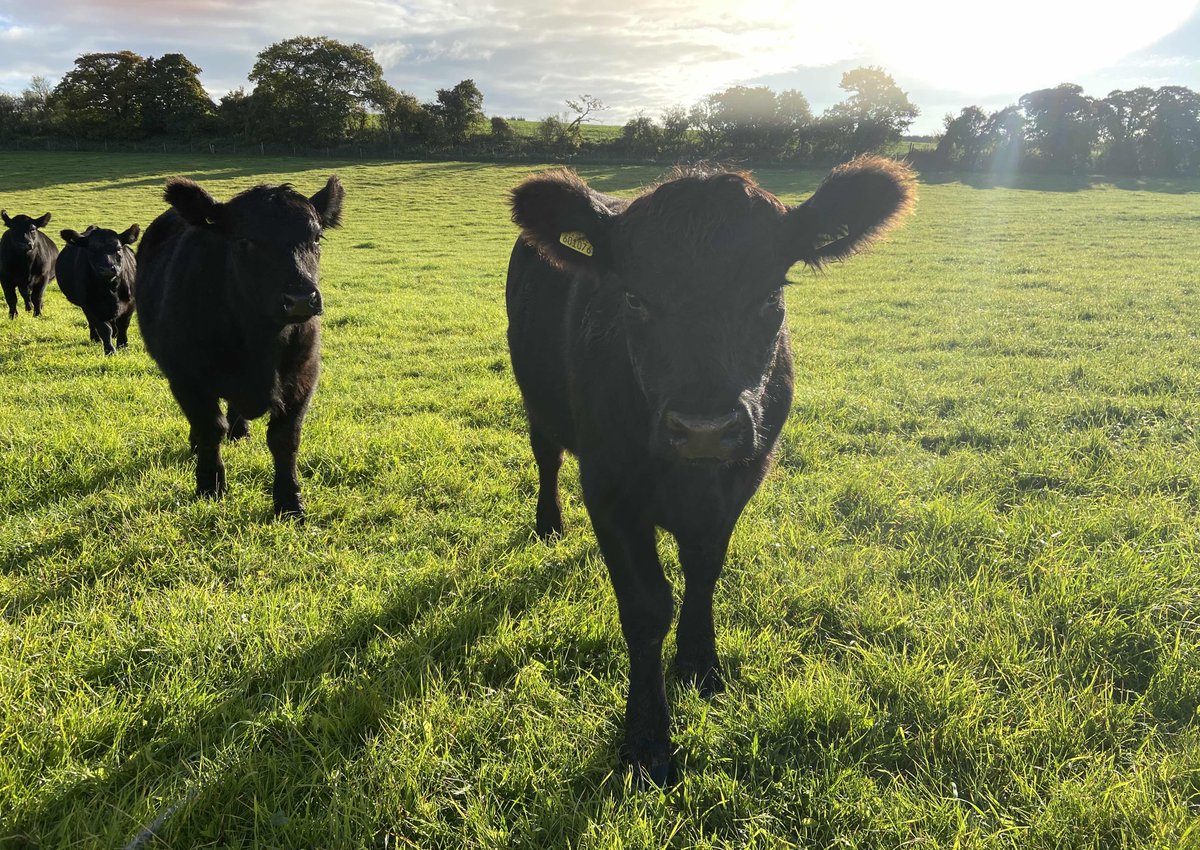Laverstoke's tweet photo. How irresistible are the fluffy ears on our beautiful Native Angus?! π₯° #nativeangus @RBSTrarebreeds #rarebreed #farmlife https://t.co/f2pxo0zzKh