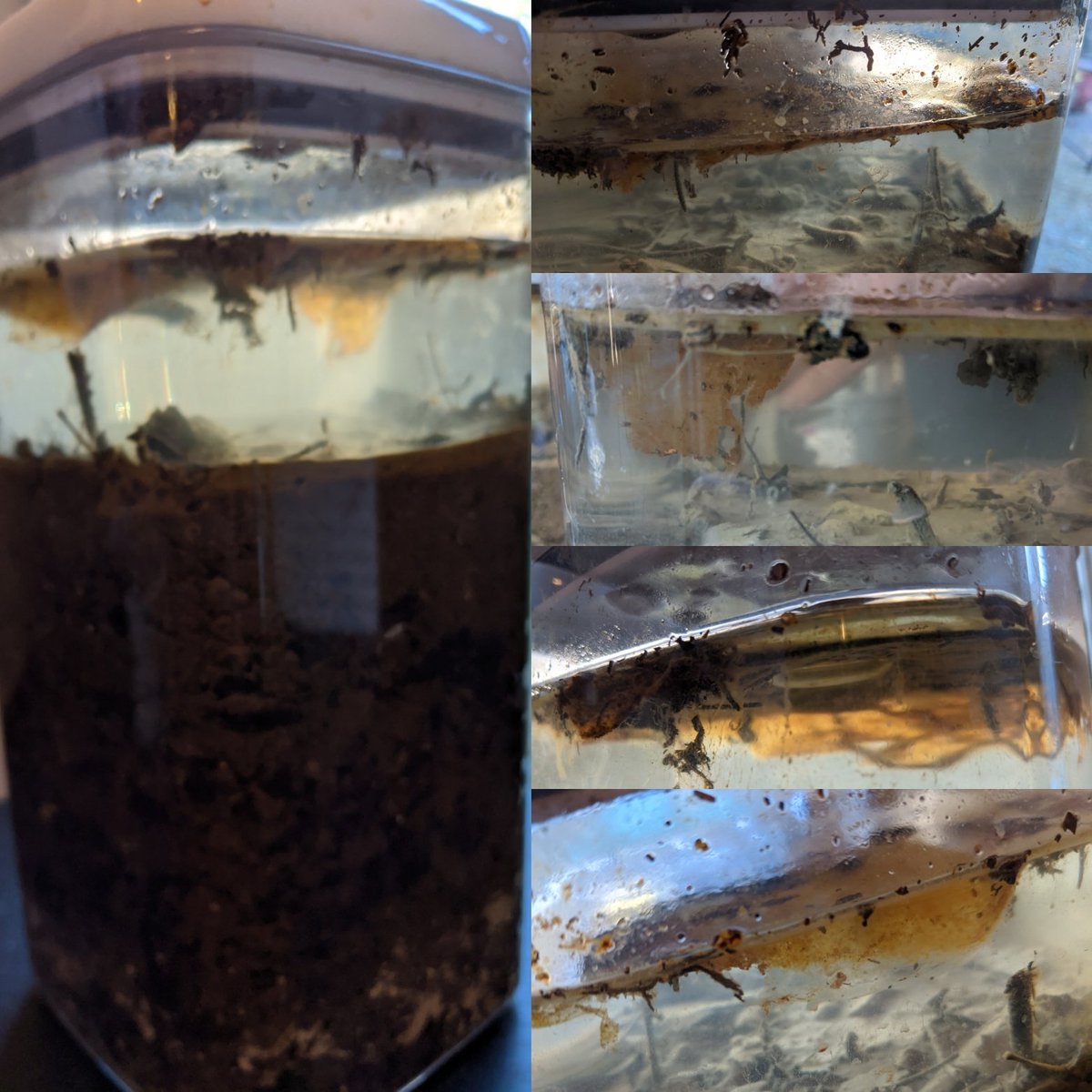MicrobeSense's tweet photo. #MegaMicrobe column log day 24. I hadn't a chance to move the column to a spot with light for the first two weeks. In the past ten days with more light, a pellicle biofilm has formed that is getting to heavy for itself. @VI4Research https://t.co/R7Do0Lv1LX https://t.co/6Igrtmg5V6 https://t.co/clp6Lq0qub