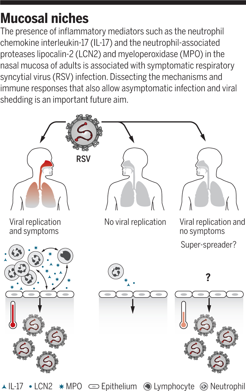 Science Magazine On Twitter New Research On Respiratory Syncytial Virus Rsv Suggests That The Immune Environment In Which The Virus Is Received May Dictate The Outcome Read More In A New Scimagperspective